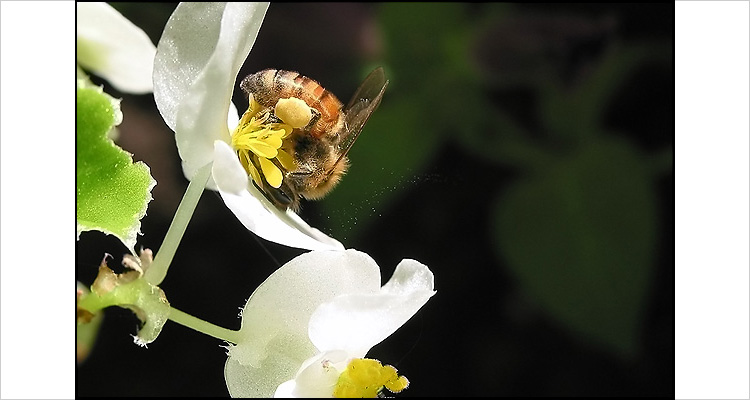 pollen | Canon G2