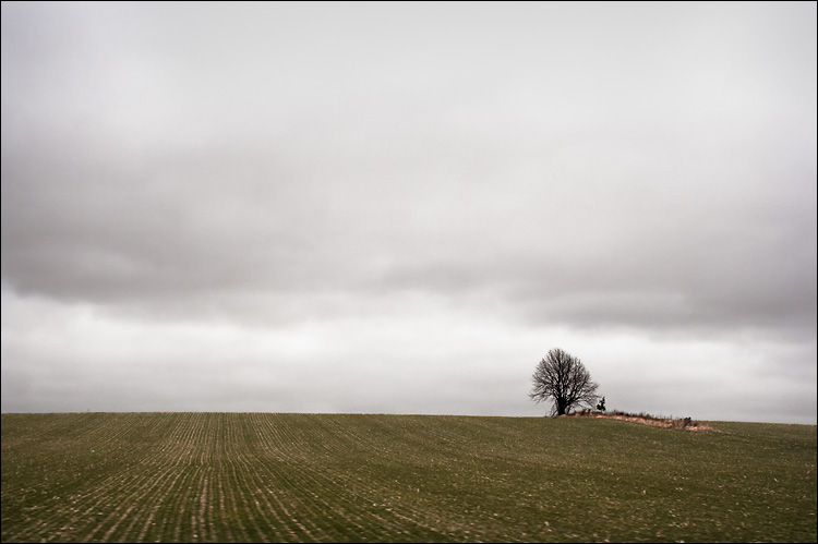 lone tree on green and grey || canon350d/ef17-40L@40 | 1/250s | f5.6 | iso200 | handheld