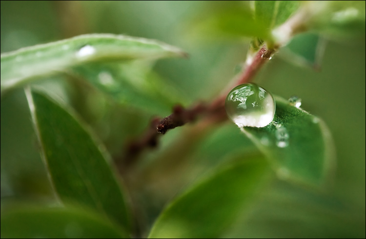 droplet on green || canon350d/efs60 | 1/60s | f2.8 | ISO400