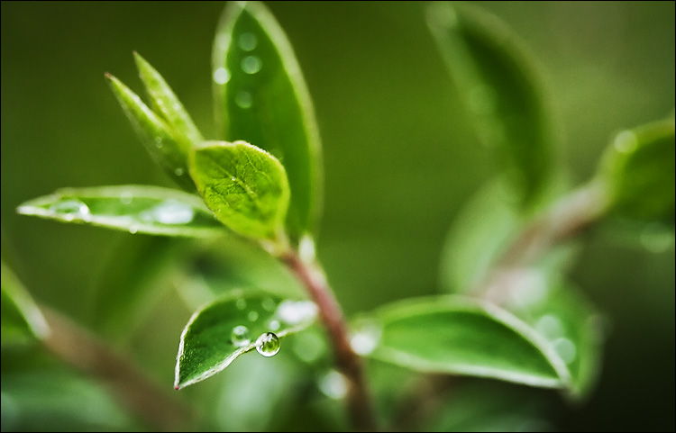 leaf and raindrop