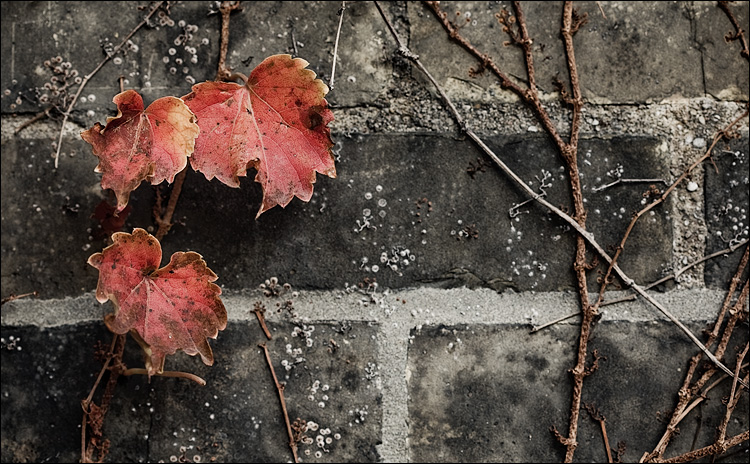 leaves on brick || Canon5D/EF100f2.8 | 1/200s | f4 | ISO200 | Handheld
