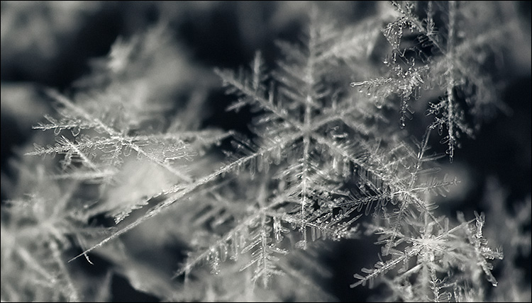 fresh snow || Canon5D/EF100f.28 | 1/125s | f3.5 | ISO800 | Handheld