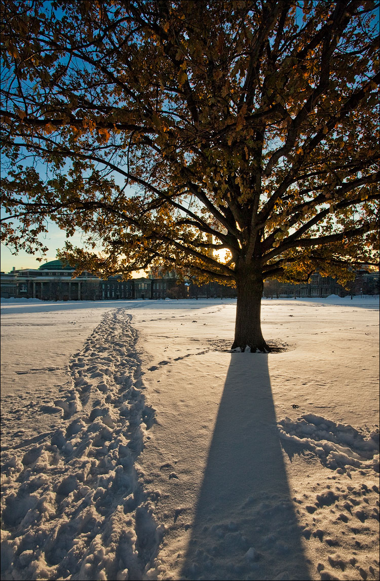 footprints and the tree || Canon5DMkII/EF17-40L@17 | 1/125s | f16 | ISO400 | Handheld