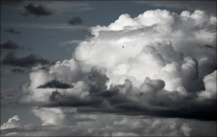 Birds In Clouds