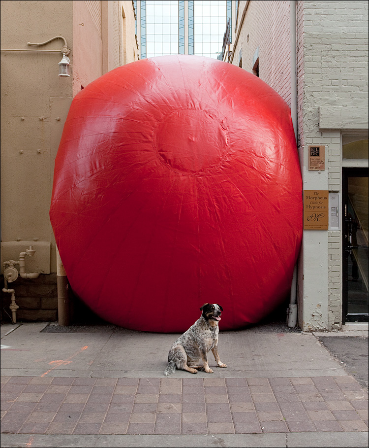 dog and red ball || Canon5D2/EF17-40L@33 | 1/125s | f9 | ISO400