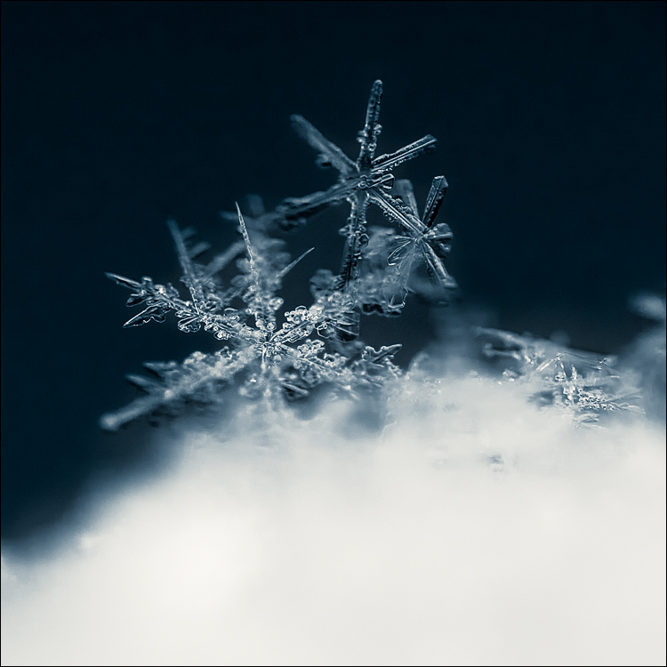 snowflakes || Canon5D2/EF85f1.8+reversed 50mmf1.7 | 1/320s | f8 | ISO400