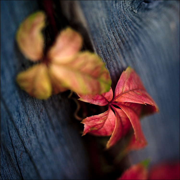 Leaves on Wood || Canon5D2/EF100f2.8L | 1/125s | f2.8 | ISO400