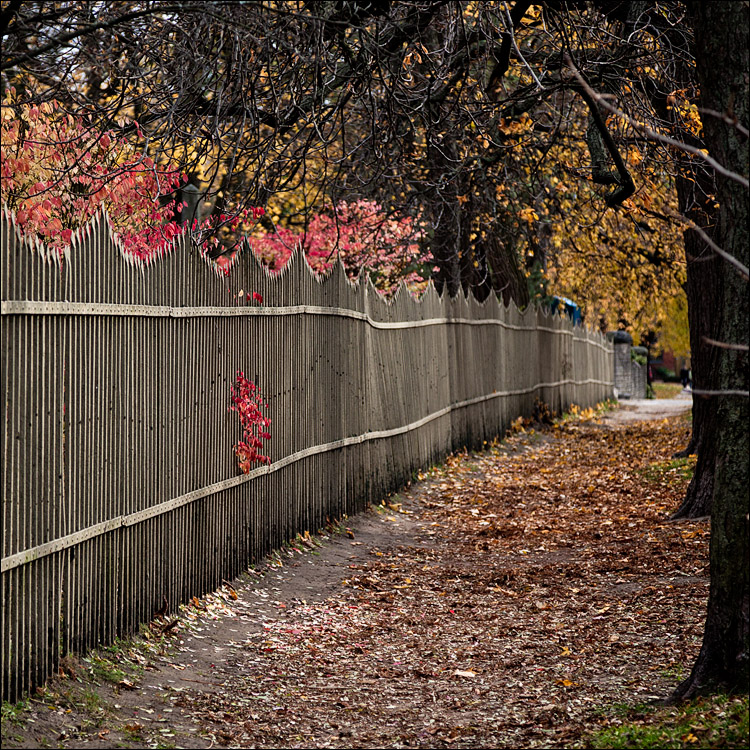 Red Leaves || Canon5D2/EF24-105f4L | 1/800s | f4 | ISO400