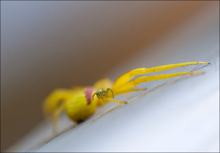 Spider on Spider || Canon5D2/EF100f2.8L | 1/100s | f2.8 | ISO800