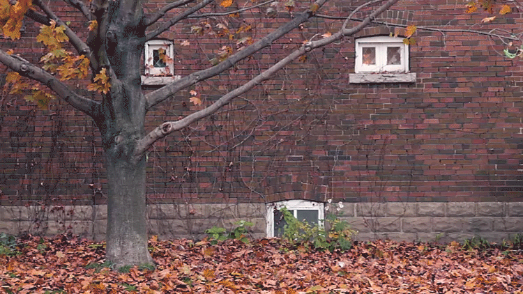 Fall Tree and Brick Wall