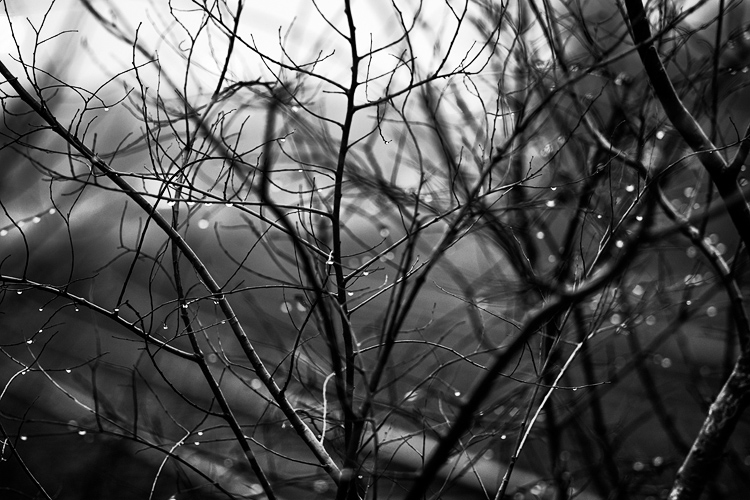 Branches || Panasonic GH3/Olympus75mmf1.8 | 1/160s | f1.8 | ISO320