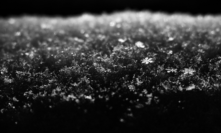 Fresh Snow || Panasonic GH3/Nokton Voigtlander 25mm | 1/800s | f3.5 | ISO125
