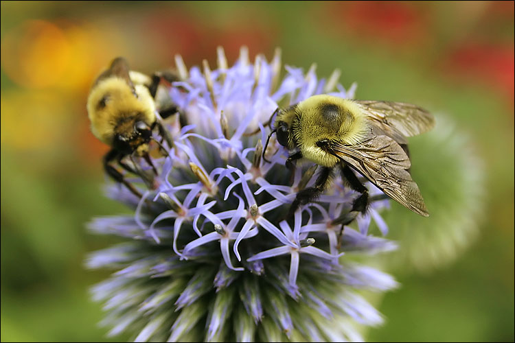 bees on blue flower || canon 300d/kit lens | handheld | 250d macro ring | 1/60s | f7.1 | ISO 400