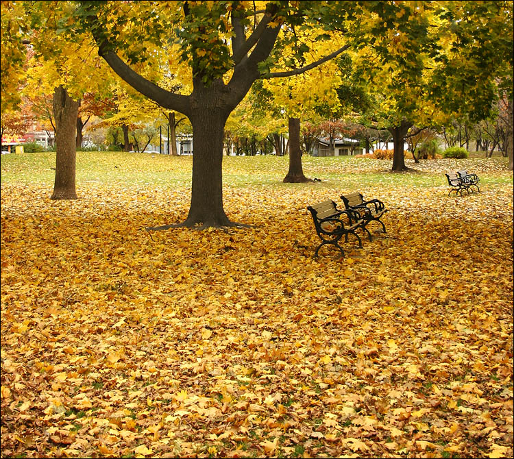 fall, trees, park benches || canon 300d/kit lens | 1/30s | f4 | ISO 100