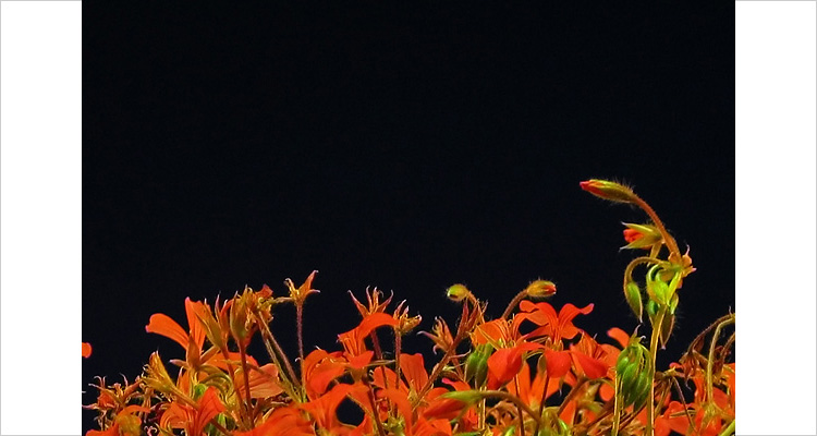 red on black | Canon G3