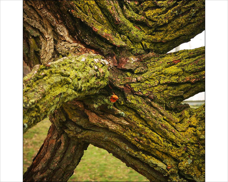 green tree trunk || canon digital rebel | 1/50s | f5.6 | ISO 100