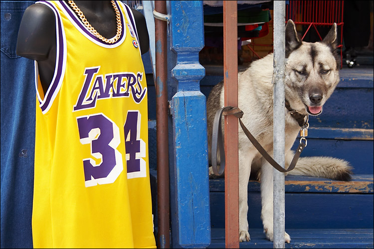 dog and 34 lakers || canon 350d/efs18-55@55 | 1/60s | f5.6 | iso100 | handheld