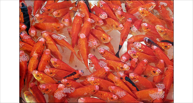 red fishes of norouz || canon G2 | 1/400s | F4 | ISO 50