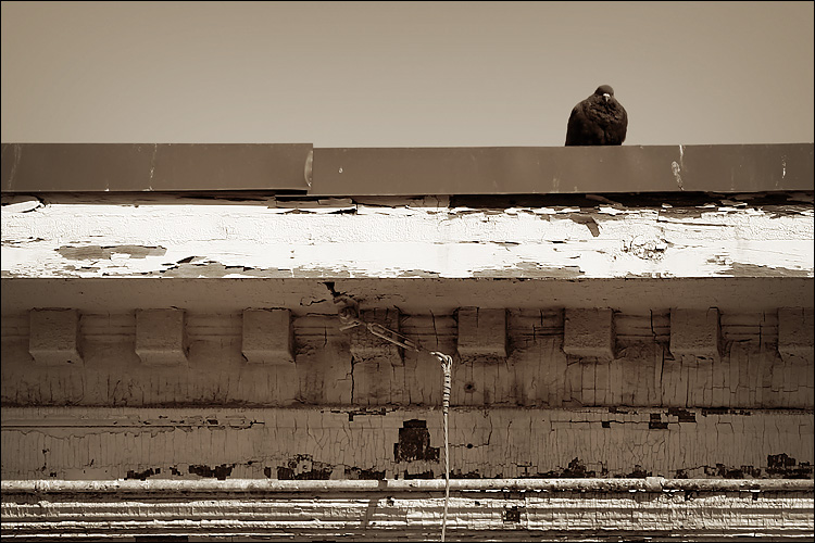 pigeon in sepia || canon 300d/ef L 70-200 f4 | 1/640s | f7.1 | ISO 200