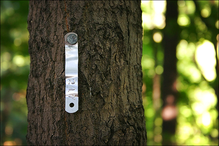 tree #217 || canon 300d/kit lens | 1/25s | f5.6 | ISO 800 | handheld