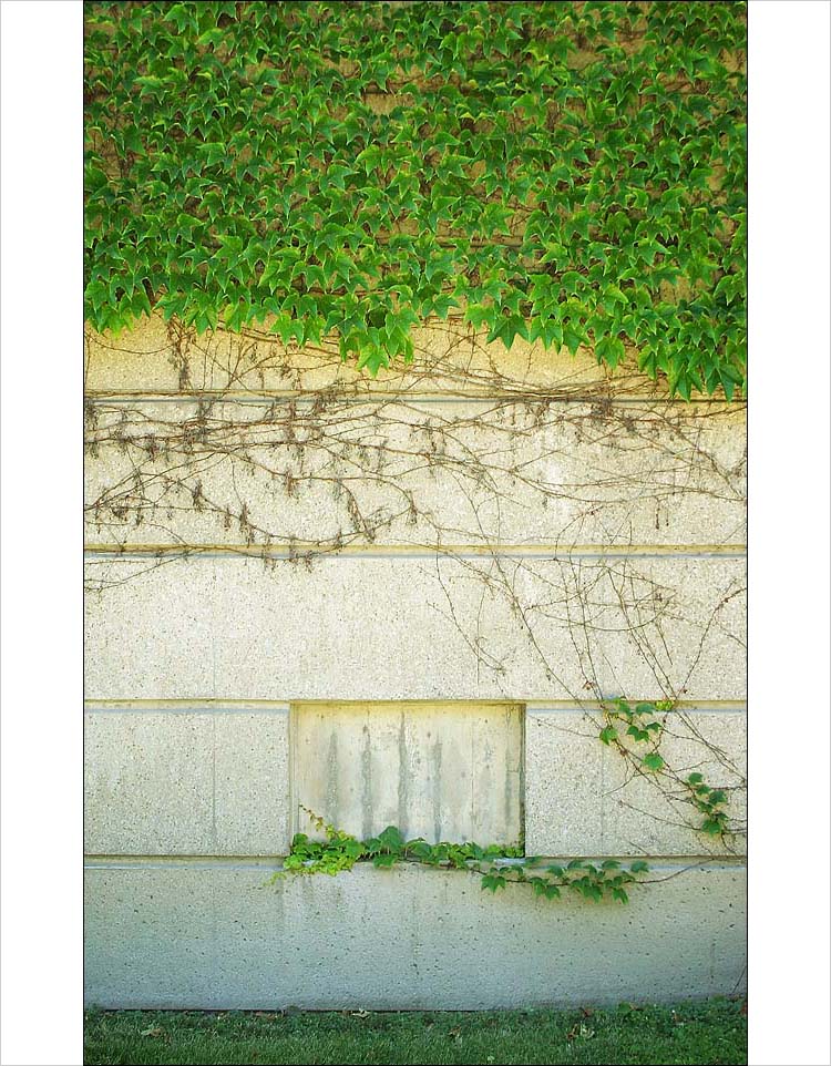 ivy on concrete, green || canon 300d | 1/60s | f5.6 | ISO 100