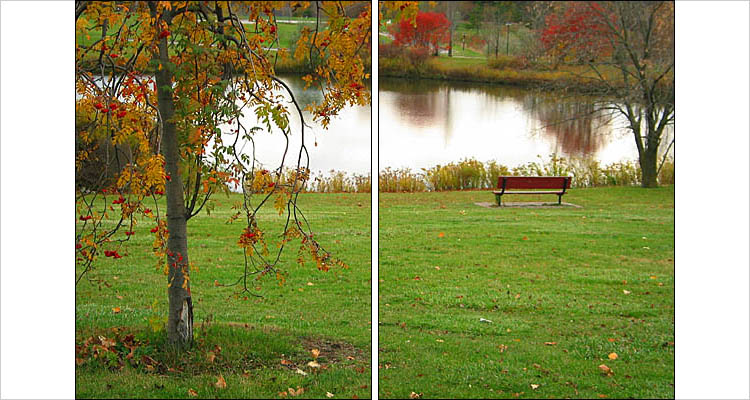 bench and tree || canon G3 | 1/80s | F4 | ISO 50